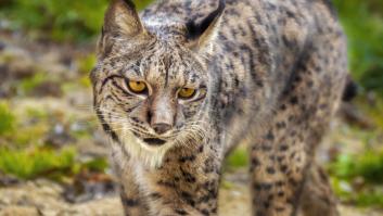 Mueren otros dos linces ibéricos atropellados en Andalucía