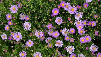 Estas son las flores que debes plantar en agosto para que florezcan hermosas en otoño