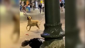 Un guardia de seguridad infla un globo para que juegue un perro y su reacción te alegrará el día