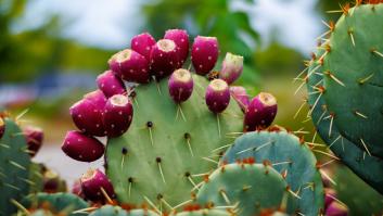 Los gusanos ponen en jaque la fruta que Marruecos espera con ansia en septiembre