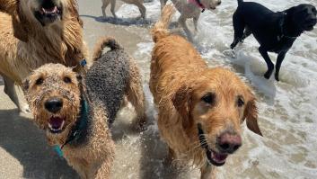 Los expertos advierten de los peligros de este tipo de agua para tus mascotas