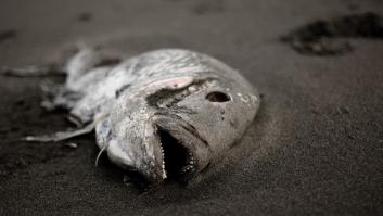 Grecia declara el estado de emergencia por la muerte de toneladas de peces