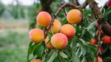 Los árboles frutales que debes podar sí o sí en septiembre