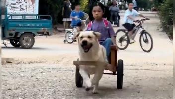 Un perro espera en la puerta del colegio para llevar a una niña a su casa y se desata la ira en redes: "No es gracioso, es explotación"