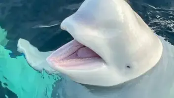 Las lesiones en la ballena beluga espía rusa apuntan al crimen: "Presenta heridas alarmantes"