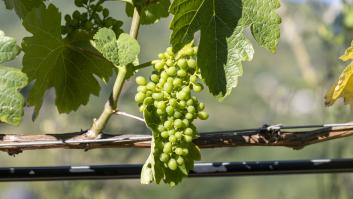 El Bierzo pide apoyo a Valdeorras, Monterrei y Ribeira Sacra frente a la DOP Rueda, que ahora podrá elaborar vinos con uva godello