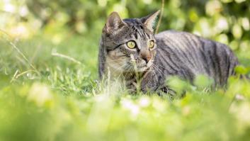 Esto es lo que dice la ley si el gato de tu vecino se cuela siempre en tu jardín