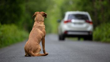 Las tres razas de perros que más se abandonan en perreras