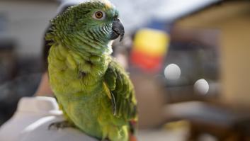 El último hablante de esta lengua fue un loro