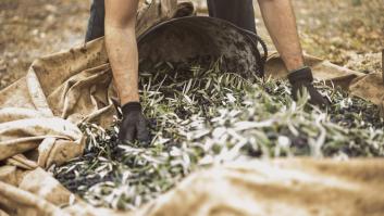La provincia con mayor producción de aceite de oliva en España sufre un revés peligroso