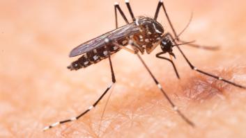 Estas son las enfermedades transmitidas por mosquitos que más sufrimiento causan a los humanos