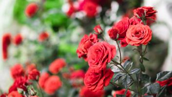 La planta está por todas partes en España y es conocida por las flores del amor: debe ser podada sí o sí en septiembre