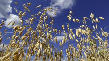 La presión internacional hunde el cultivo de la avena: "Este año no hay mercado ni precio, no se compra ni un kilo"