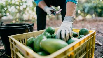 Compara el precio entre los aguacates españoles y los foráneos y este es el resultado