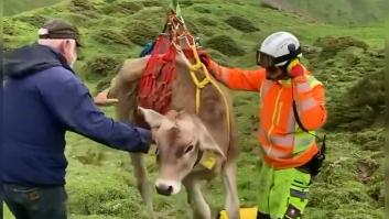 Los bomberos rescatan a una vaca en plena montaña y el viaje que emprende no lo podrá olvidar nunca