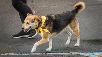 Algunos perros en Dinamarca comienzan a llevar lazos amarillos: su significado clave y quizá acabe llegando a España