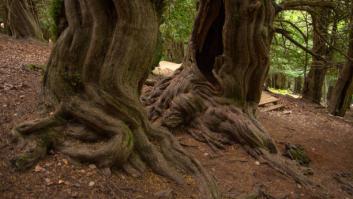 La ruta de senderismo más mágica de España te lleva por un bosque milenario de otoño eterno