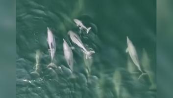 El momento de armonía entre delfines y una ballena antes de regresar a su hábitat