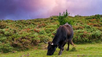 Esta es la vaca más vieja de España: 26 años y cada año da un ternero