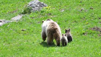 Conmoción en la comunidad científica ante el descubrimiento del 'mundo perdido' de los animales más raros