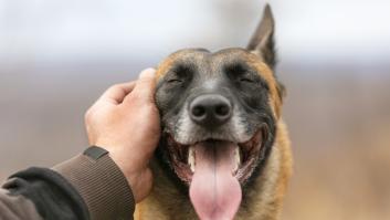 El trance canino que asusta a los dueños de los perros y la ciencia no logra dar con las causas