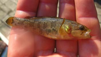 Liberan un pez encantador en un lago y al acto se activan las alarmas posibles al tratarse de una especie invasora