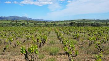 Unos jóvenes holandeses cumplen el gran sueño del vino en España: 60.000 botellas al año que riegan por Europa