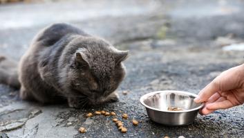 La OCU lanza un aviso a la hora de elegir el mejor pienso para tus gatos