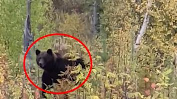 Se encuentra cara a cara con un oso en el bosque y grita una frase legendaria entre cazadores