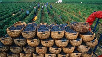 El infierno de trabajadores españoles en el paraíso del vino francés: "Nos meten a 20 personas en 10 m2 sin comer"