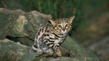 Este gatito de apariencia adorable es el más mortífero del mundo