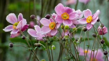 Los jardineros revelan las flores que verás siempre embellecer sus jardines en otoño