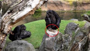 Bioparc Valencia explica el increíble gesto de su chimpancé Natalia: suelta a sus bebé 7 meses después de morir