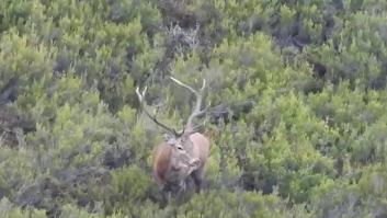 Sube el volumen del móvil y escucha la impresionante 'berrea' de dos ciervos buscando pareja en Galicia