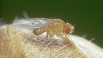 Crean un 'Google Maps' del cerebro de la mosca de la fruta