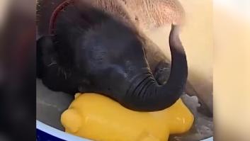 Un bebé elefante que odia el agua se atreve a darse un chapuzón gracias a su nuevo mejor amigo