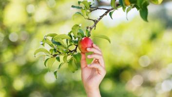 Si podas estos tres árboles frutales antes del invierno tendrás un antiplagas y una gran cosecha