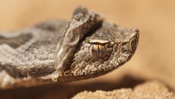 La serpiente venenosa más temida de octubre aparece de manera repentina en España