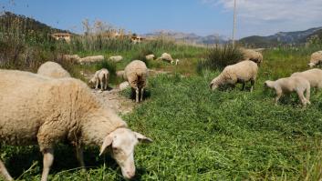 El mal de la lengua azul que aterra a ganaderos: "De un día para otros se me mueren las ovejas"