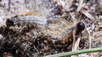 Ni mosquitos ni cucarachas: estas son las plagas más peligrosas que llegan cada octubre a España