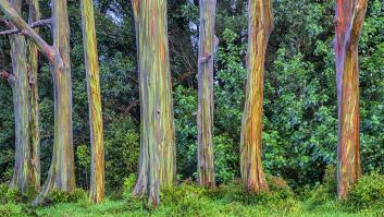 Parece pintado, pero no: este es el bellísimo árbol de los mil colores