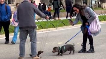 El encuentro de un perro salchicha con su alter ego marioneta es lo mejor que verás hoy