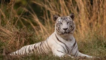 La ONG internacional en defensa de los animales alerta sobre la verdad de los tigres siberianos blancos