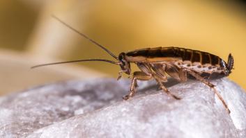 Este es el país de origen de la cucaracha más peligrosa para la especie humana