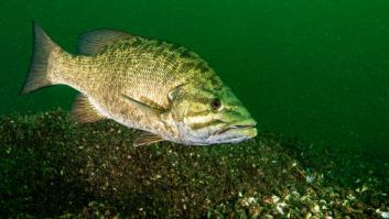 Rompe el récord con la pesca de un monstruo de río de 15 kilos y se gana al mundo: "No voy a matarlo por un récord"