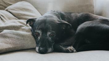 Las clínicas alertan por el descubrimiento en muchos perros de una rara enfermedad contagiosa para los humanos