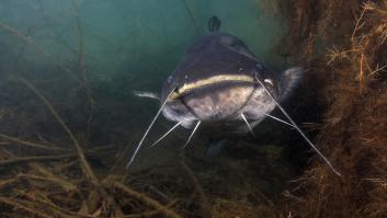 Un pescador logra capturar al coloso de 2,64 metros que se le escapó en el pasado ante sus narices y bate el gran récord