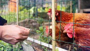 Este es el número de gallinas para poder legalizar un gallinero de autoconsumo