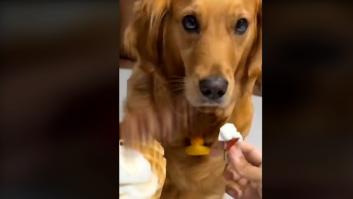 La cara de este Golden Retriever al ofrecerle helado demuestra por qué es uno de los perros más inteligentes