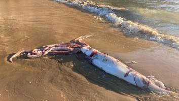 Tropiezan con el líder de los calamares gigantes en esta playa al norte de España